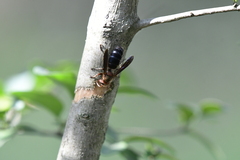 Vespa basalis