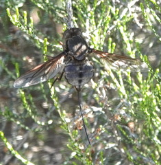 Long-proboscid fly · identification reference
