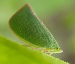 Siphanta acuta