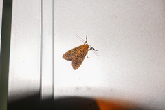 Miltochrista fusciramorum