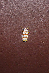 Cyana cruentata