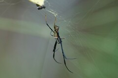 Trichonephila antipodiana