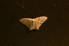 Pseudomicronia bundutuhan