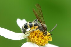 Phalerimeris phalerata