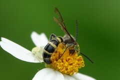 Phalerimeris phalerata