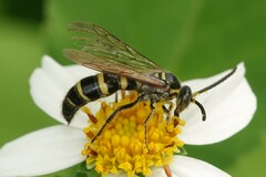 Phalerimeris phalerata