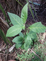 Cestrum fasciculatum