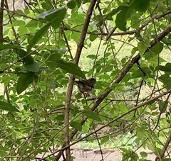 Sericornis frontalis