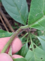 Cestrum fasciculatum