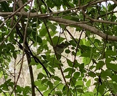 Sericornis frontalis