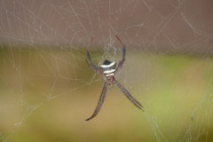 Argiope reinwardti
