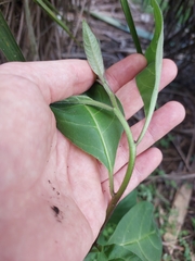 Cestrum fasciculatum