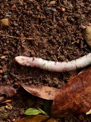 Amphisbaena fuliginosa