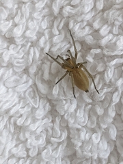 Cheiracanthium mildei