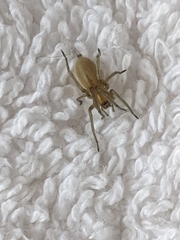 Cheiracanthium mildei