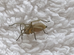 Cheiracanthium mildei