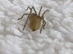 Cheiracanthium mildei