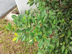 Ficus microcarpa