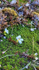 Euphrasia integrifolia