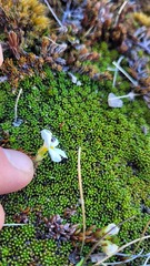Euphrasia integrifolia