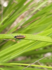 Eurispa vittata
