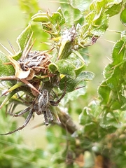 Oxyopes gracilipes