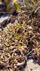 Gentianella serotina