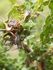 Oxyopes gracilipes