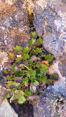 Azorella