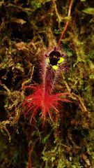 Columnea minor