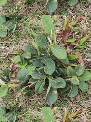 Pleurolobus gangeticus