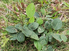 Pleurolobus gangeticus