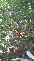 Nephila