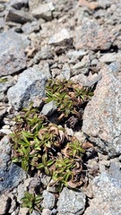 Gentianella serotina