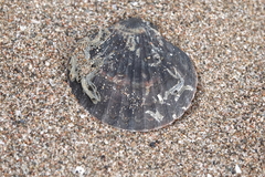 Aequipecten opercularis