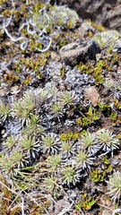 Celmisia sessiliflora