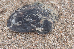 Aequipecten opercularis