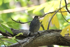 Phoenicurus fuliginosus