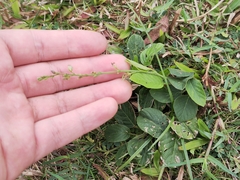 Pleurolobus gangeticus