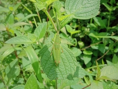 Tagasta