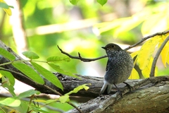 Phoenicurus fuliginosus