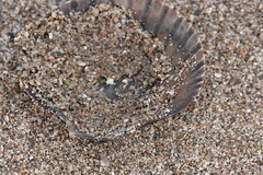 Aequipecten opercularis