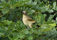 Pycnonotus luteolus
