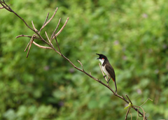 Pycnonotus jocosus