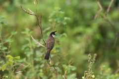 Pycnonotus jocosus