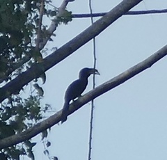 Rhabdotorrhinus exarhatus