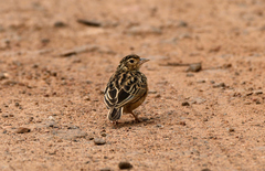 Mirafra affinis