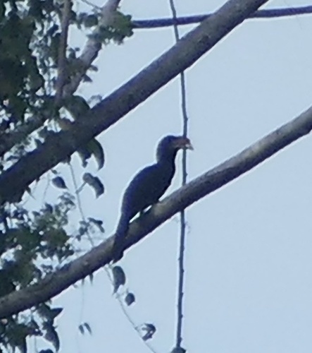 Sulawesi Hornbill (Rhabdotorrhinus exarhatus), photo 5