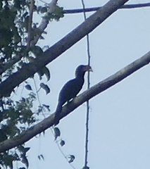 Rhabdotorrhinus exarhatus