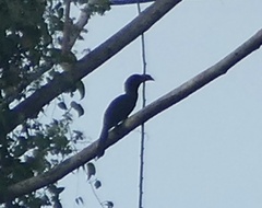 Rhabdotorrhinus exarhatus